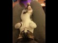 trop chou le katsu!