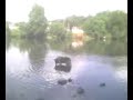 Kipper enjoying Lehigh River 2