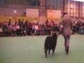 Crufts 2008 bernese mountain dogs bovaro bernese