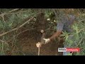 Storm Damage Pruning Storm Damage Pruning