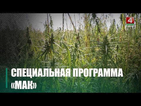 На тэрыторыі Гомельскай вобласці стартавала спецыяльная праграма «Мак» видео