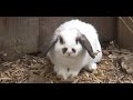 Our Mini-lop Marshmallow