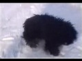 Puli_Samu Puli_Samu