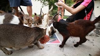 All about St. John's Island