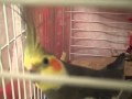 cockatiel talk