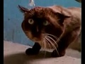 Ну очень странный кот Very strange cat