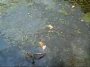 carp fishing Canal 2007 Koi carp carp fishing Canal 2007 Koi carp