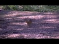 Reader's Digest UK | Wildlife Monthly: March - Bramblings