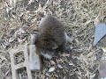 Koala up close