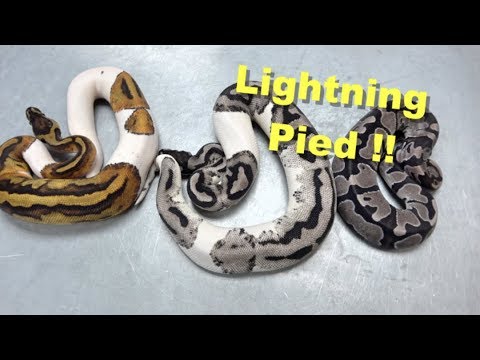 YouTube reptile video