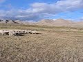Running of the Sheep