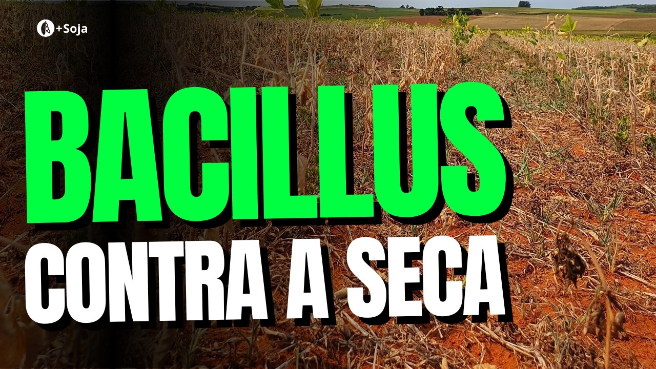 Espécie de Bacillus pode ajudar a mitigar efeitos da seca