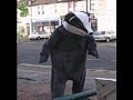 Attention-seeking badger Attention-seeking badger
