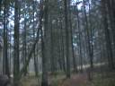 Raccoon #3 - Part 2 - Dec. 1st 8 am