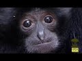 Baby Siamang - Sungai