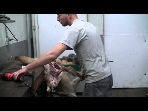 how to properly skin a coyote
