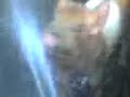 Chancho Pachuco Chancho Pachuco