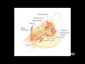 Osteosarcoma Proximal Humerus Part 5 of 6 Osteosarcoma Proximal Humerus Part 5 of 6