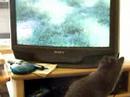Packet: video junkie