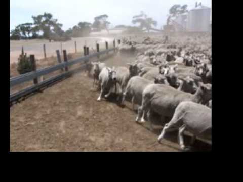 Zobacz video
