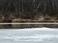 videos de Freezing Kalix river