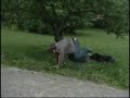 S.W.A.T som katten S.W.A.T som katten