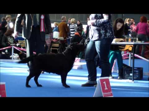 Labrador Retriever show MVP DUOCACIB Brno 3.2. 2013