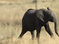 Little Vumbura, Botswana, Safari