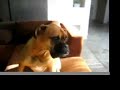 Oscar the Boxer\ Oscar the Boxer\