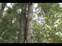 How to ID Carya ovata