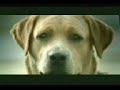 la historia de un perrito
