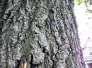 Periodical Cicadas Crawling Up Tree Periodical Cicadas Crawling Up Tree