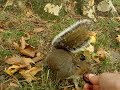 Eating squirrel at St. James\ Eating squirrel at St. James\