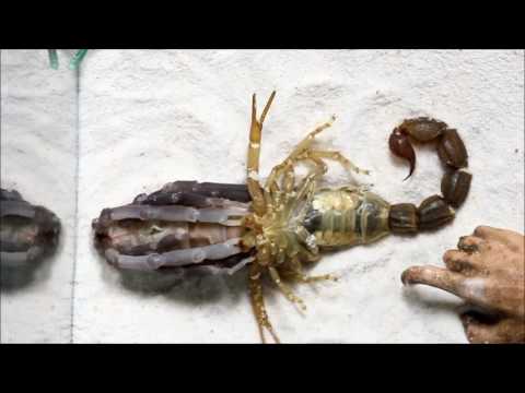 scorpion molting (แมงป่องลอกคราบ )