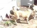 Pit Bull / lab Puppies Growning up(Bingo)