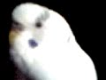 Love & Kisses from Webster the Budgie