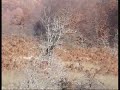 PHESANT HUNTING WITH HERA