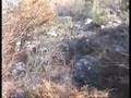 PHESANT HUNTING WITH HERA