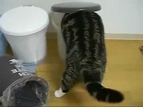 кот выжигает))