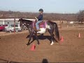 Jade - perfect first pony!!!