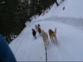 Colorado Dog Sledding March 2008