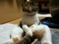 いねむり猫　　 sleeping cat