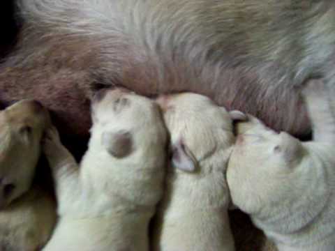 Lab Puppies for sale in Florida 1 week