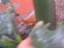 Cazando pollos nueva tecnica corre que te atrapo con la mano Cazando pollos nueva tecnica corre que te atrapo con la mano
