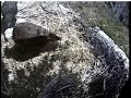 Sounds So Sweet - When Gulliver Eaglet Eats.