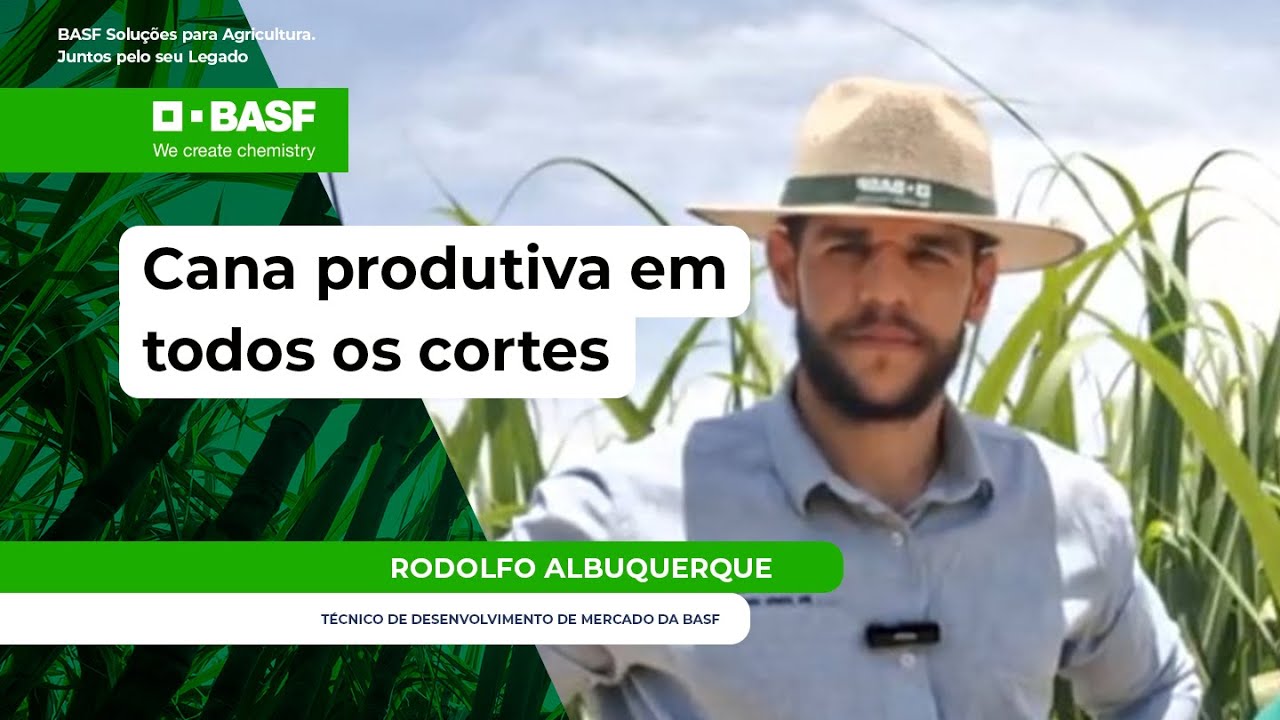 Tecnologias integradas aumentam produtividade e longevidade da cana corte após corte