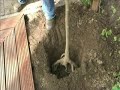 het planten van een boom het planten van een boom