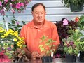 Growing Vegetables : Growing Yellow Wax Peppers