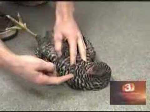 The Chicken Hypnotist
