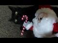 Black cat attacks Santa!